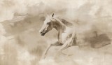 tapeta_galopujacy_kon.jpeg
