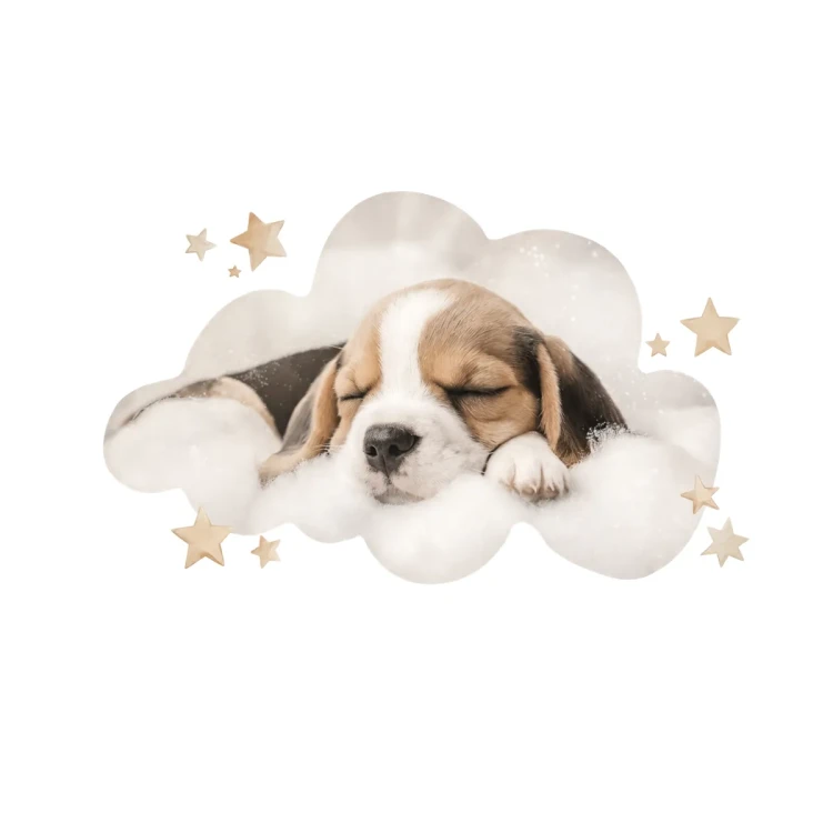 naklejka-na-sciane-Beagle.webp